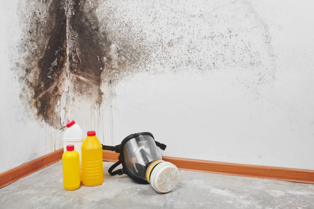 Best Toxic Mold Removal  in Fort Payne, AL