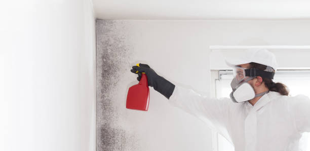 Best Attic Mold Removal  in Fort Payne, AL