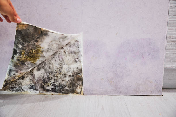 Best Office Mold Removal Services  in Fort Payne, AL